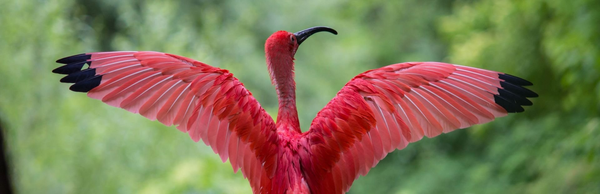 Rode Ibis bij Bigi Pan tijdens je Suriname familiereis