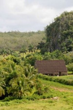 Rustieke schuur in een weelderige groene tropische vallei met palmbomen en een grote rotsheuvel bij de Viñales vallei in Cuba