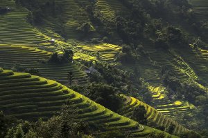 Hoang Su Phi