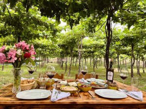 Houten tafel met eten, wijn en bloemen midden in een groene wijngaard in Berat, Albanië