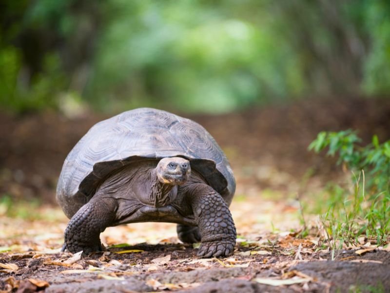 Ecuador galapagos schildpad
