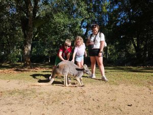 Australia-Kangaroo