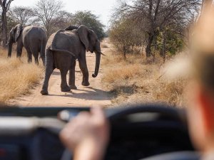 Zuid Afrika kruger gamedrive