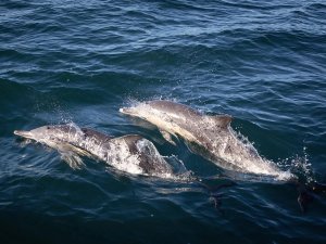 Africa - Mozambique - Dolphines