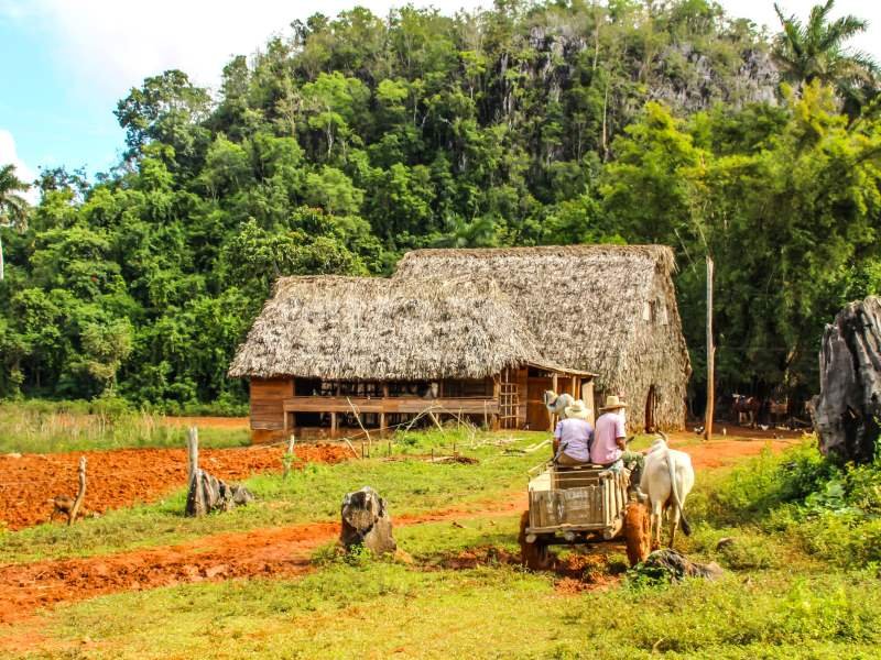 Een landelijk tafereel met een huis met een rieten dak, twee mensen op een ossenkar en een rood omgeploegd veld met groene heuvels op de achtergrond in Cuba