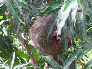 Luiaard in Costa Rica