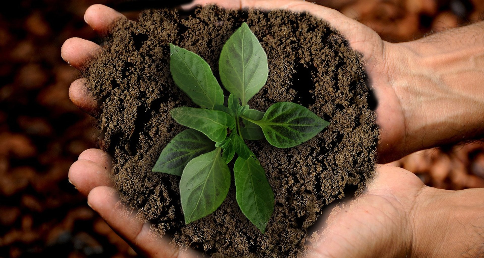 Handen houden een hoop aarde vast met een groene jonge plant erin.