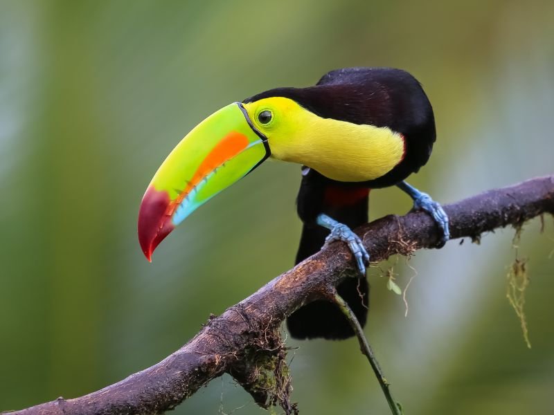 Costa-Rica-Boca-Topada