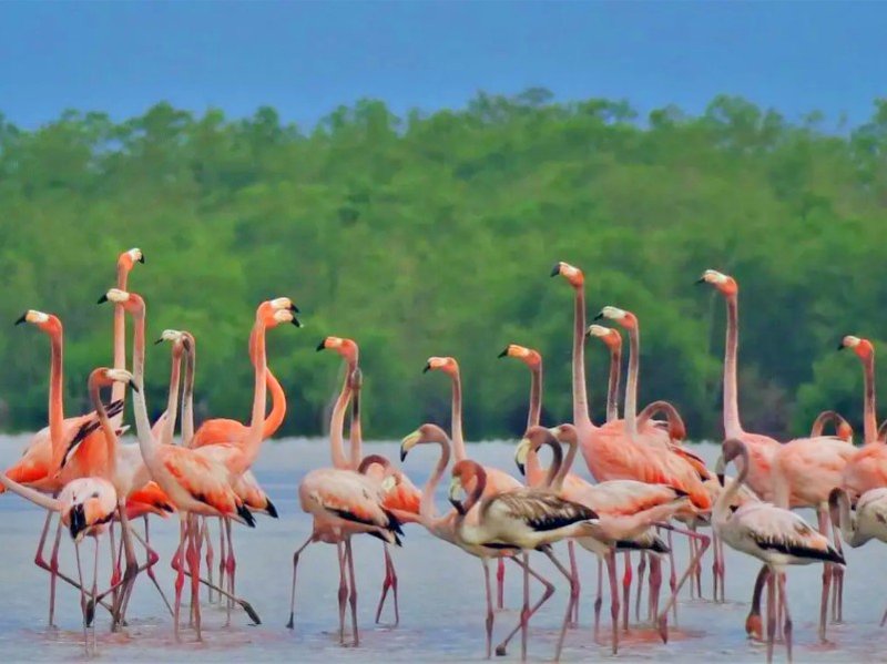 Flamingos bij Bigi Pan