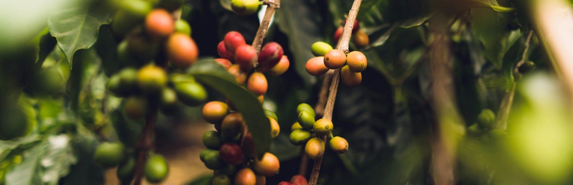 koffiebonen