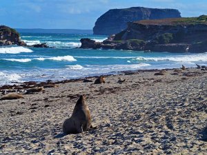 Sea lions resting on a sandy beach with ocean waves and rocky cliffs under a blue sky.