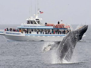 Walvis spotten Monterey