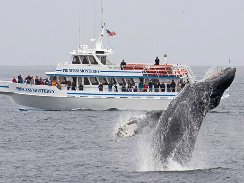 Walvis spotten Monterey