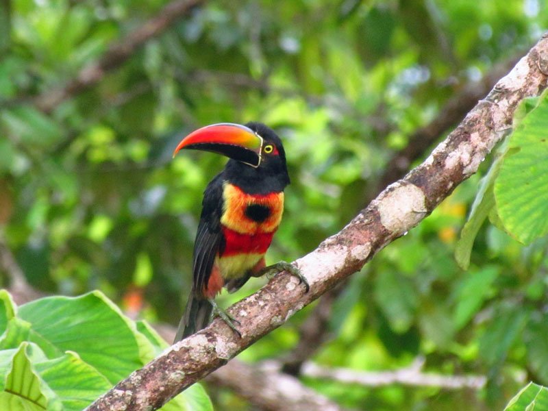 Tukan in de jungle van Corcovado