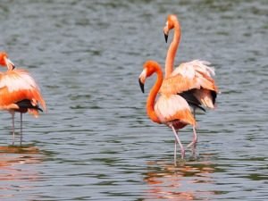 Drie Cubaanse flamingo’s staan in rustig water in Cuba