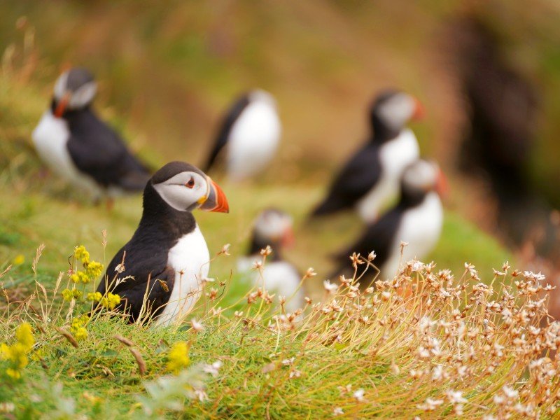 Puffins op north coast 500 route