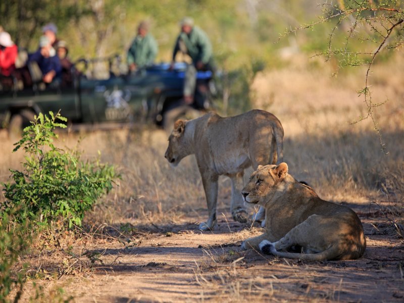 Safari lodge Zuid afrika leeuw en jeep
