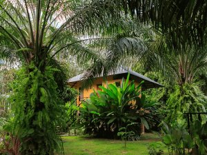 jungle lodge in thailand