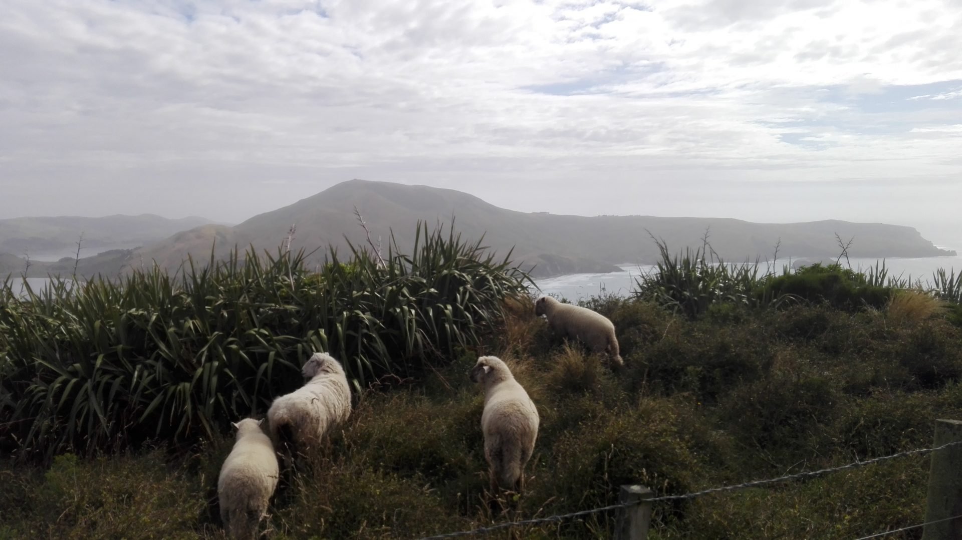 Vier witte schapen staan op een groene heuvel met uitzicht over een mistig kustlandschap en heuvels in de verte onder een bewolkte lucht op het Zuidereiland in Nieuw-Zeeland