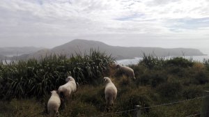 Vier witte schapen staan op een groene heuvel met uitzicht over een mistig kustlandschap en heuvels in de verte onder een bewolkte lucht op het Zuidereiland in Nieuw-Zeeland