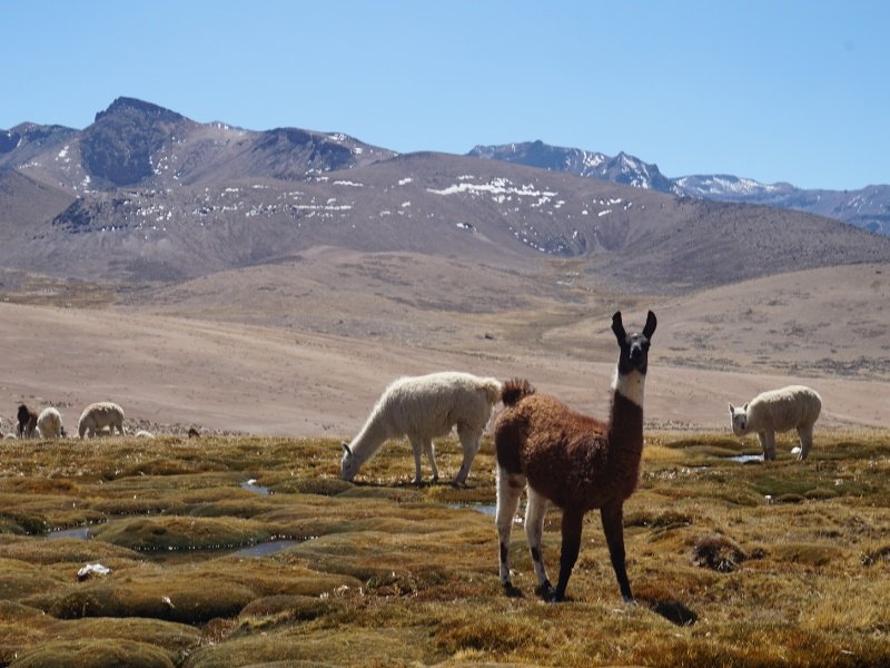 Vicuna - Peru