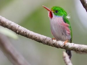 Cubaanse tody met groene kop, rode keel en roze borst zit op een tak in Cuba