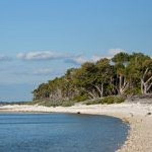Rustig kustlandschap met kalme baai licht strand en door wind gevormde bomen langs de kust in Cayo Coco Cuba
