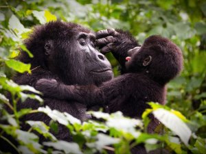 Gorillas spotten in Oeganda