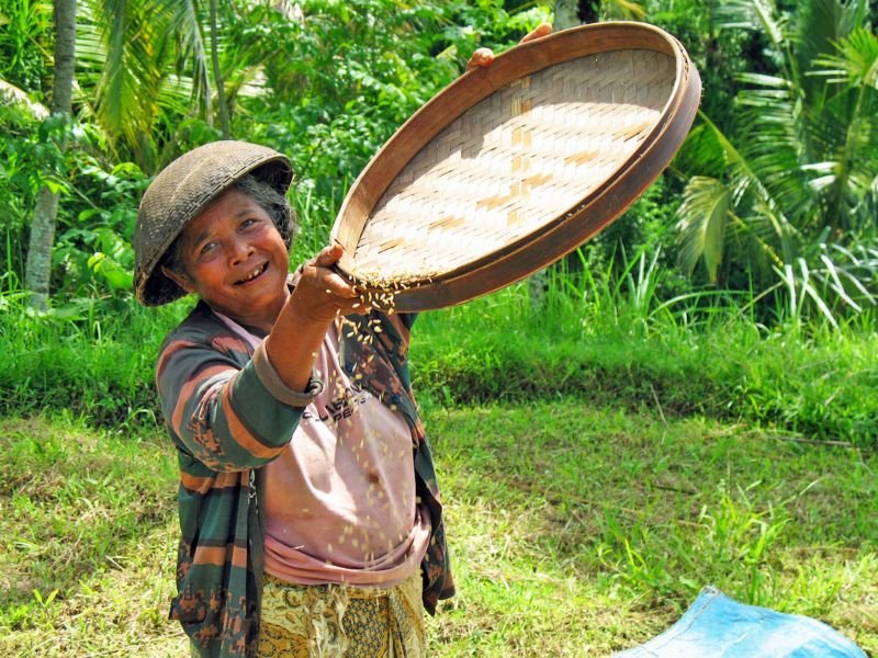 Rijst vrouw op Java Indonesie