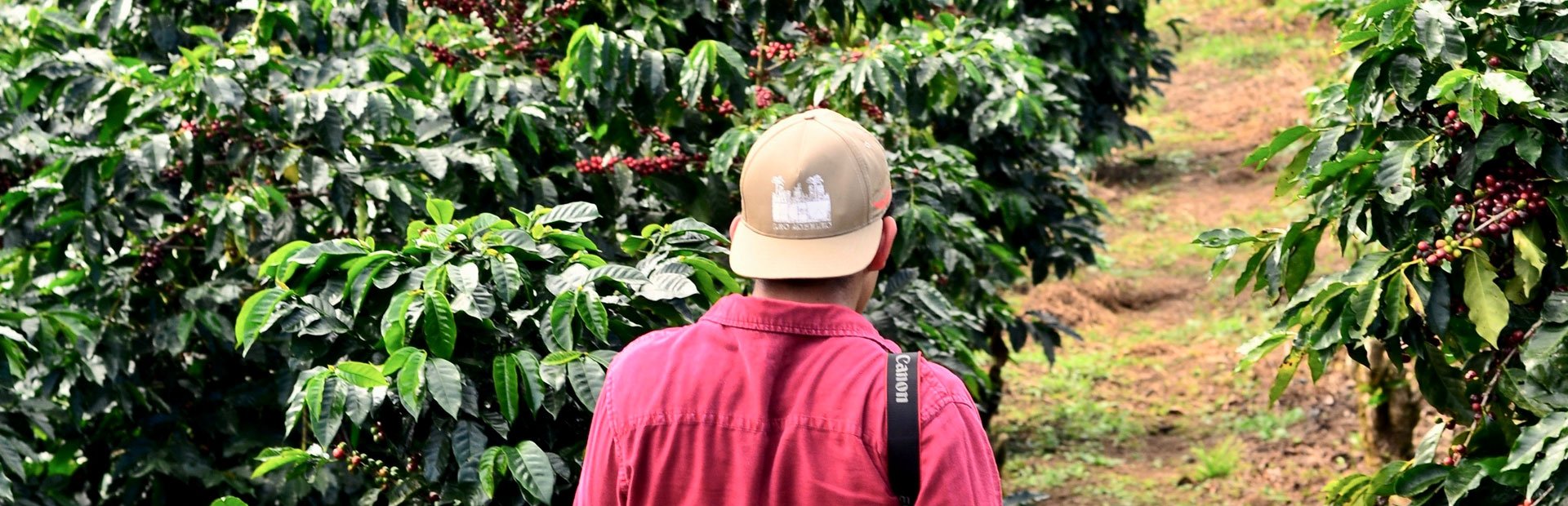 Gids op een koffietour in Boquete