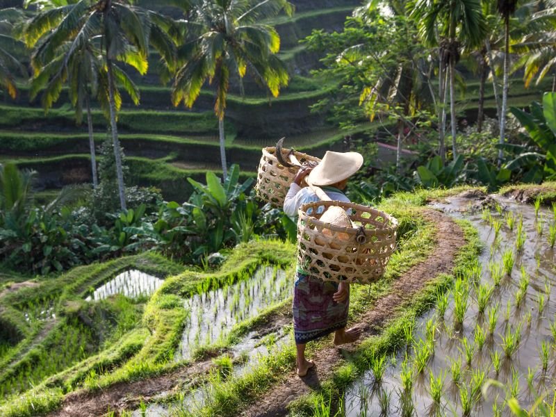 Ubud rijstvelden