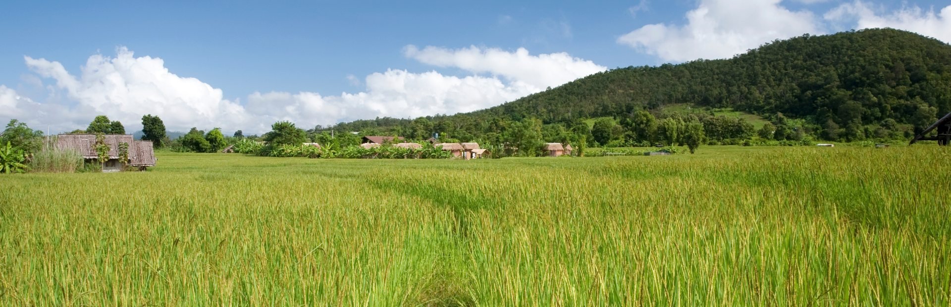 Rijstvelden in het oosten van Thailand
