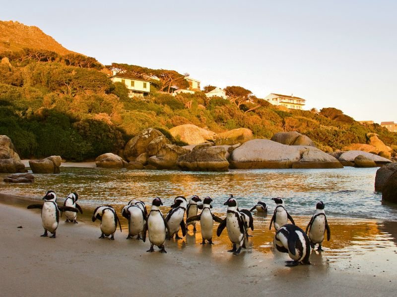 Zuid-Afrika Houtbaai pinguïns bij Boulders beach