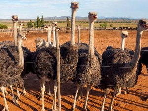 Oudtshoorn Struisvogels