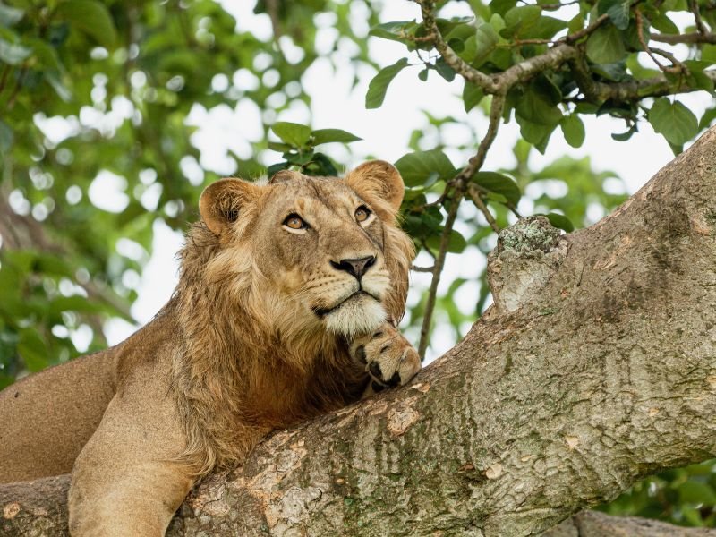 Oeganda - safari - leeuw in boom