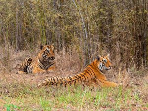 India Tiger Ranthambore