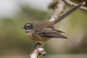 Kleine bruine vogel met witte strepen op zijn gezicht en een gespreide staart zit op een tak in een bosrijke omgeving