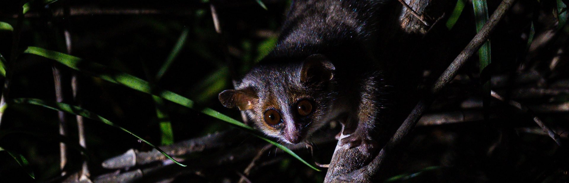 Madagascar Kirindy (1)