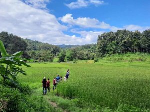 Groep wandelaars loopt over een smal pad door groene rijstvelden, omringd door heuvels en jungle onder een blauwe lucht met witte wolken.