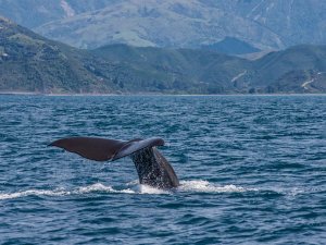 Nieuw-Zeeland Kaikoura walvissen