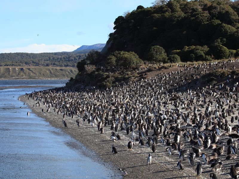 pinguïn eiland