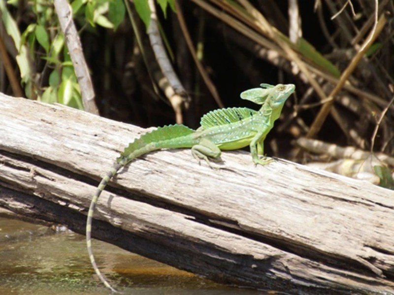 rio san juan hagedis