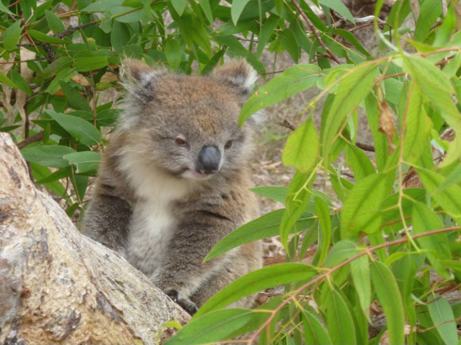 Koala zit in een boom omringd door groene bladeren in de Australische natuur