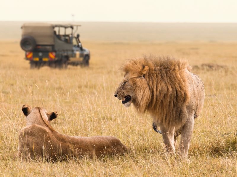 Leeuwen in Kenia