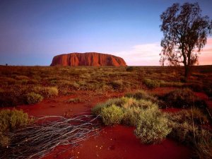 Uluru kleurt rood bij zonsondergang in een woestijnlandschap met struikgewas en een eenzame boom in de Australische outback