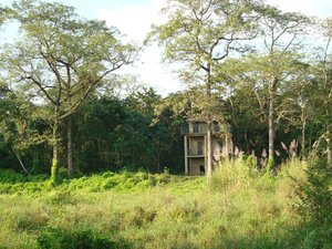 Lodge in de jungle