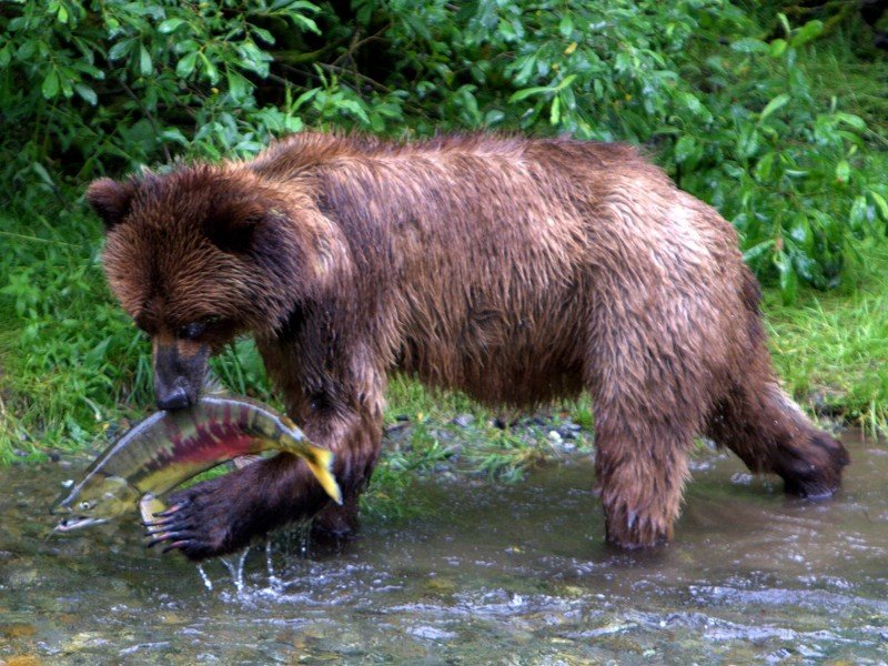 Grizzly beer met zalm