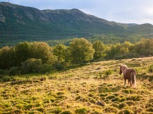 A brown horse stands in a sunlit, grassy field with trees and a forested mountain in the background.