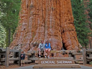 Sequoia grote boom Amerika