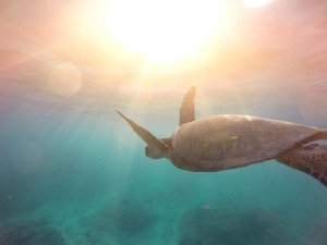 Een zeeschildpad zwemt onder water richting het zonlicht dat door het heldere, turquoise water straalt.